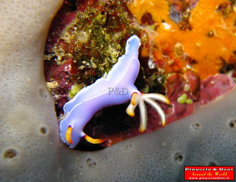 Papua Immersioni (Kavieng-New Hannover) - 21.jpg